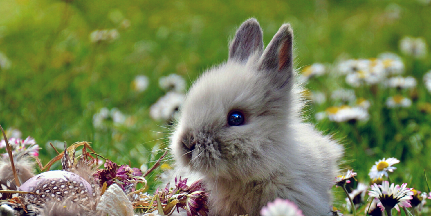 Little Easter bunny in a meadow - Soulshine's Easter Section