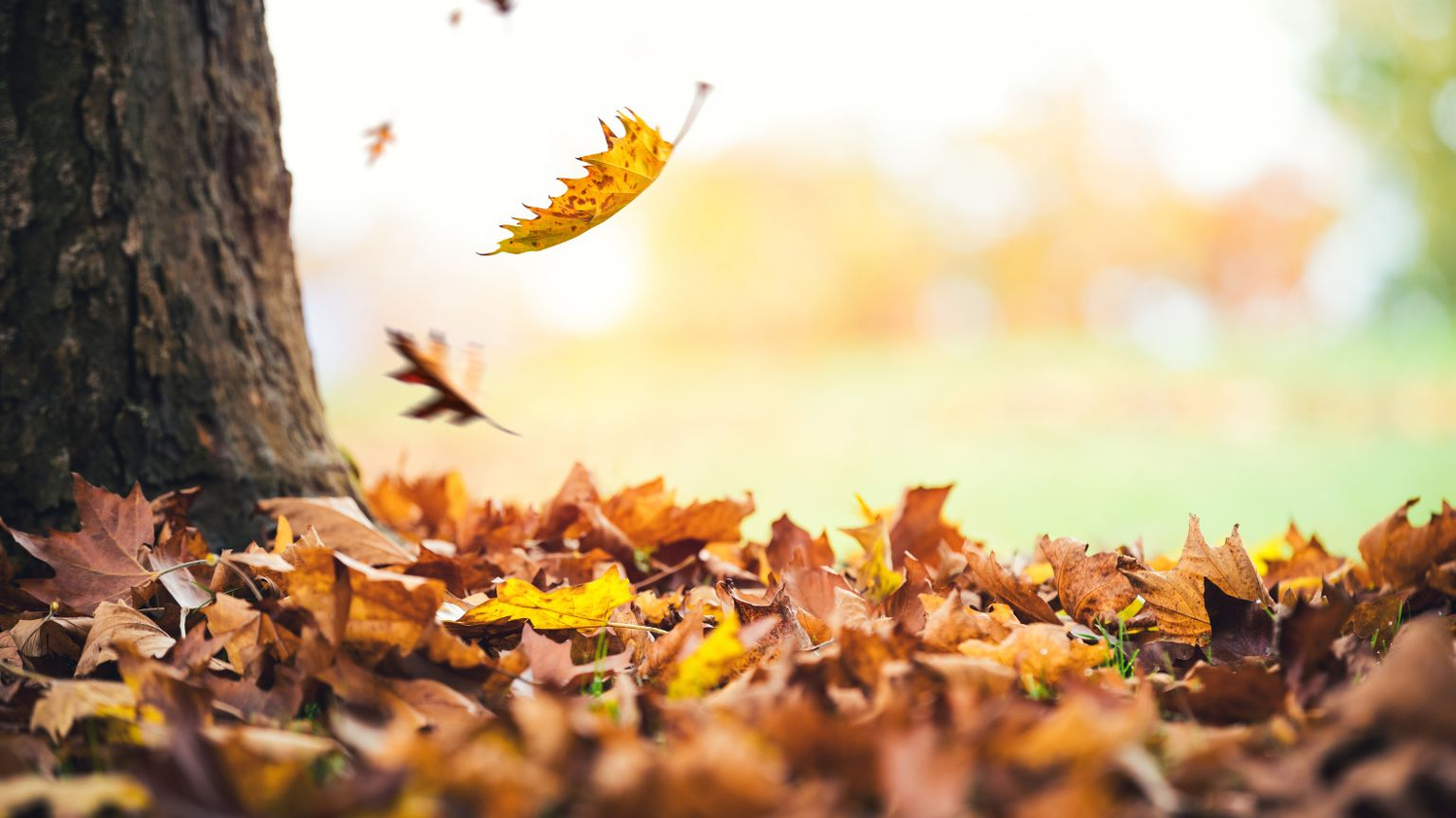 Autumn leaves getting ready to fall - Soulshine's Fall Section
