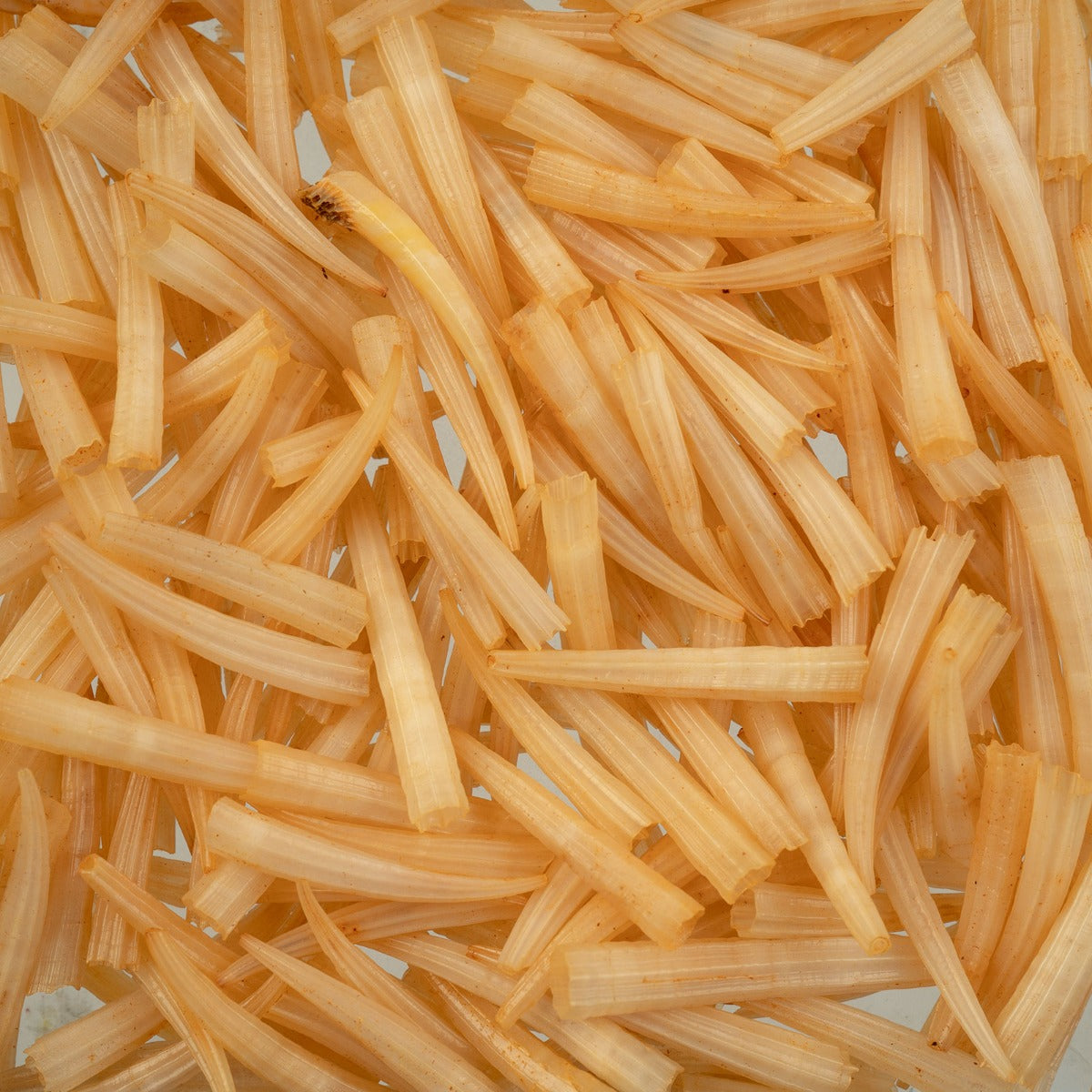 Dentalium Shell Ridged 100 pieces, Colour Variety
