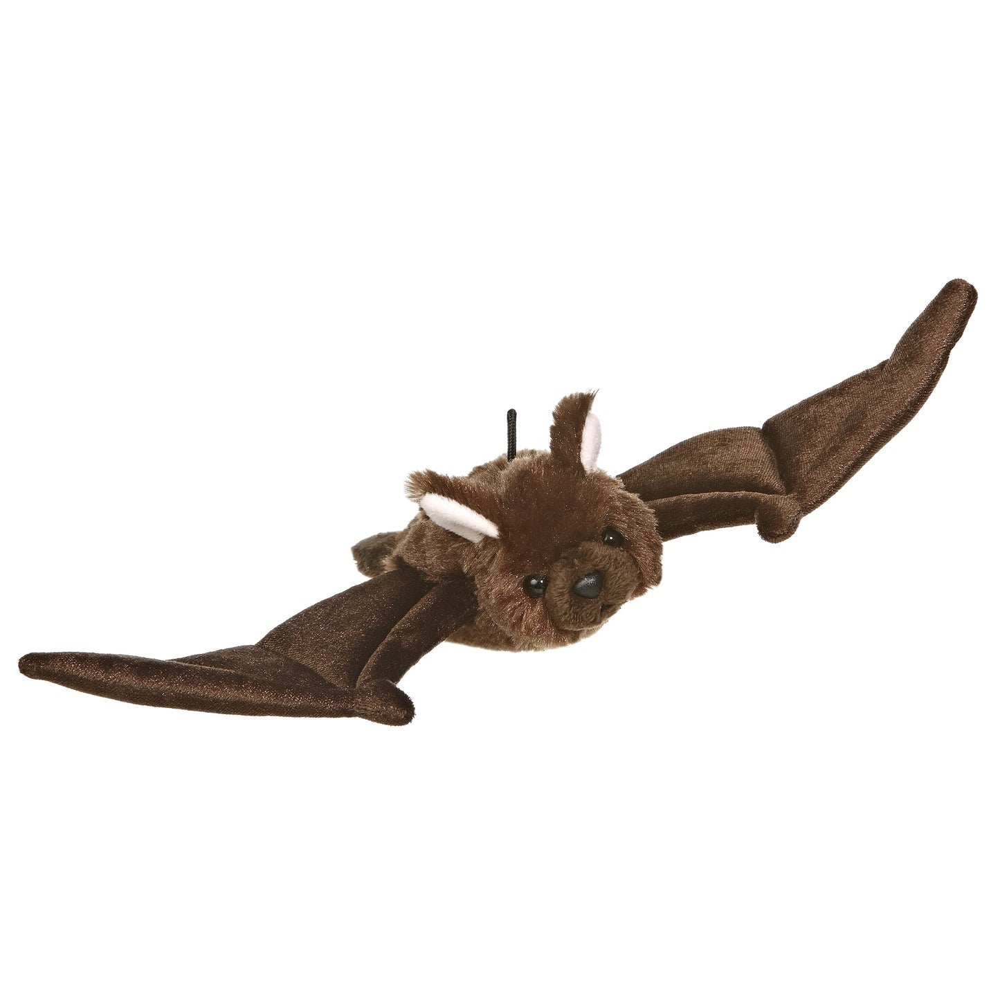 Big Brown Bat