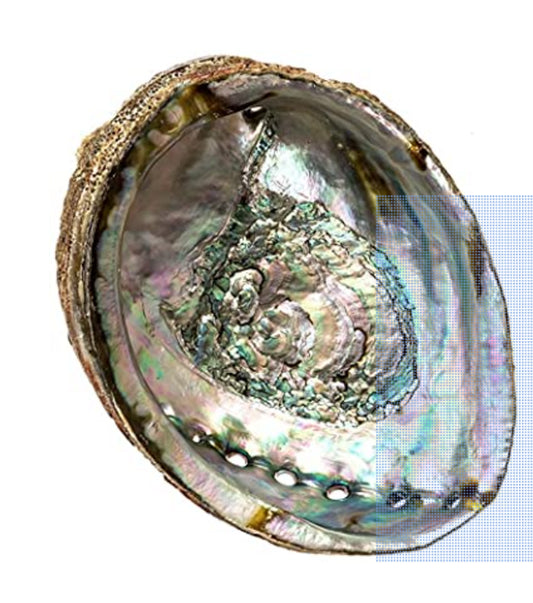 Large Abalone Shell