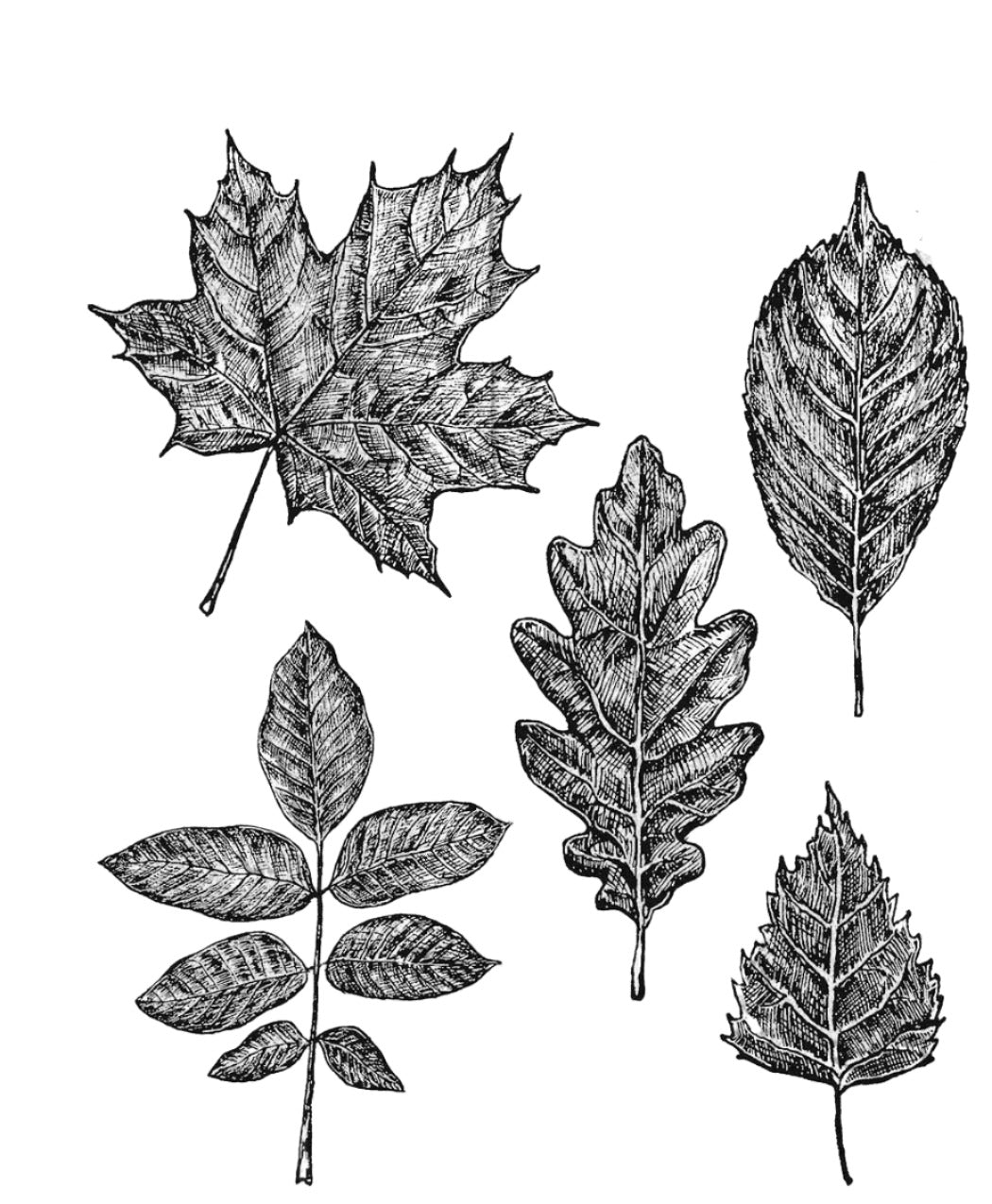 TIM HOLTZ SKETCHY LEAVES STAMP