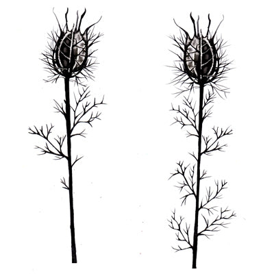 Lavinia Stamp Nigela Damascena