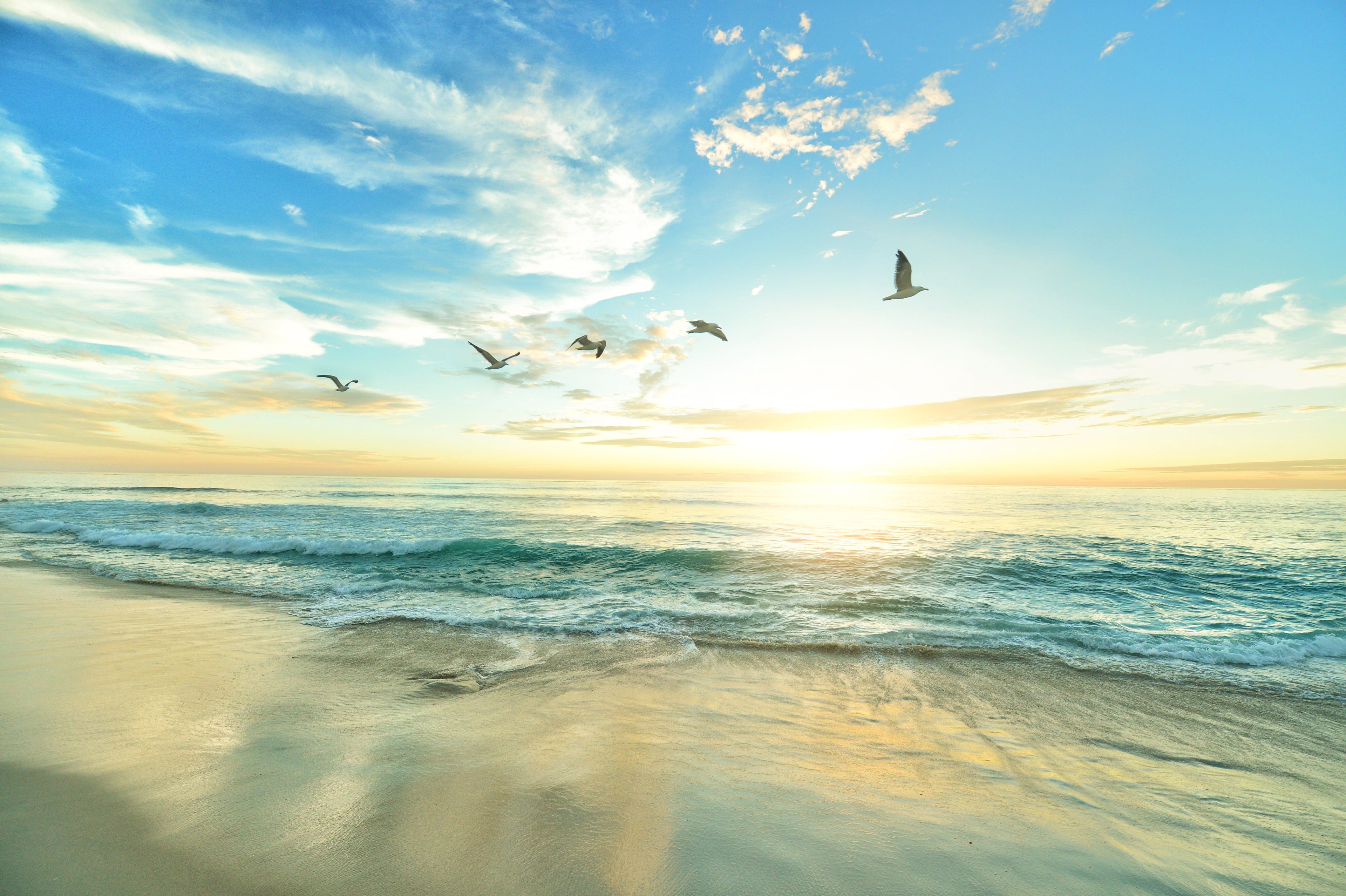 Birds flying above the lake