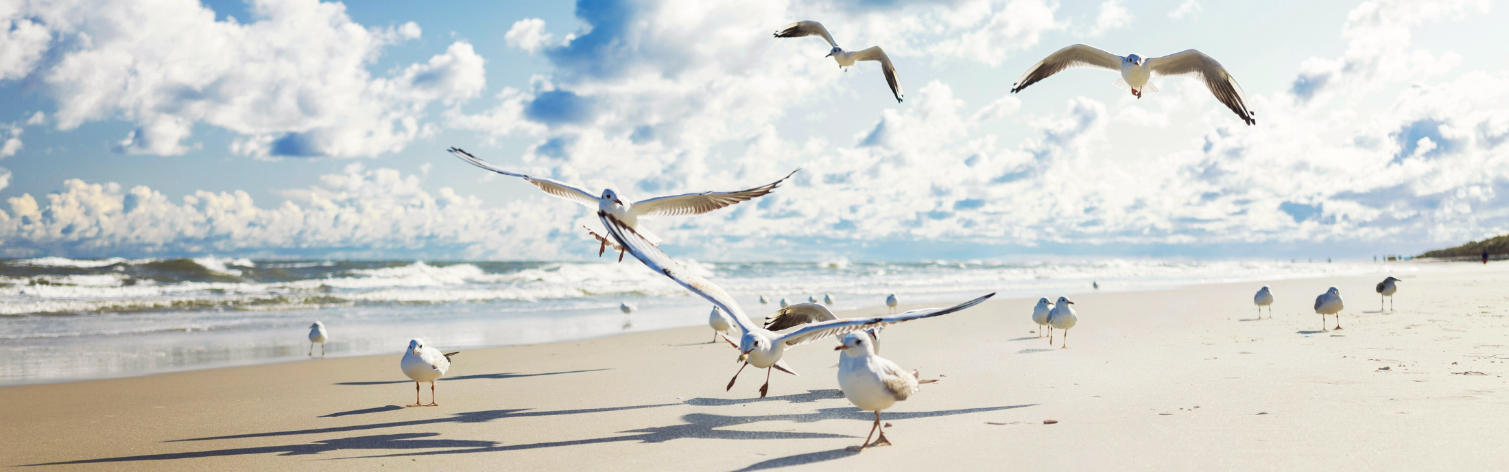 Flock of seagulls enjoying a beautiful day on the beach