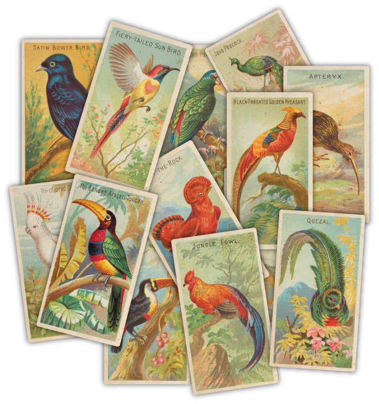 Craft Consortium - The Collector Ephemera Birds