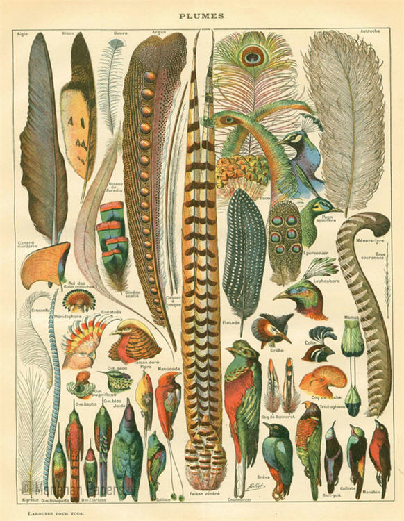 Monahan Papers - Birds, Nests & Florals Papers 11x17"