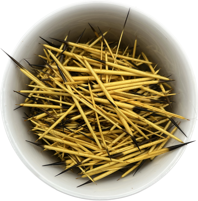 Porcupine Quills Dyed Yellow
