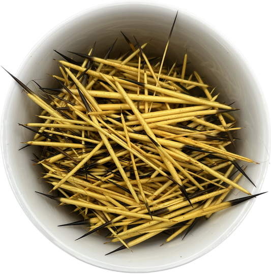 Porcupine Quills Dyed Yellow