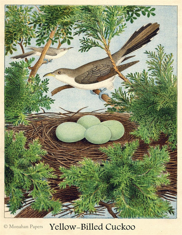 Monahan Papers - Birds, Nests & Florals Papers 11x17"