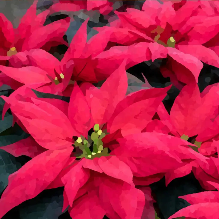 Ninnys Napkind : Poinsettia Decoupage 8.3x10.6"