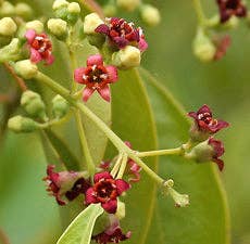 Herbal Apothecary Sandalwood 5 ml Essential Oil