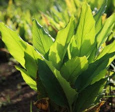 Herbal Apothecary Turmeric 5 ml