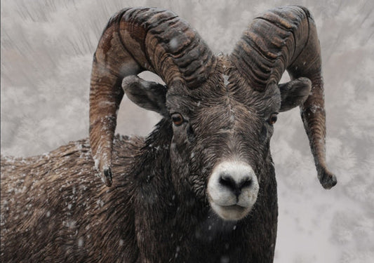 Undead Furniture Bighorn Sheep Transfer