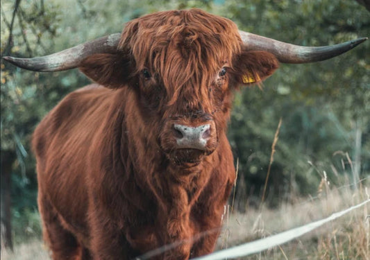 Idaho's Cattle Undead Furniture Transfer