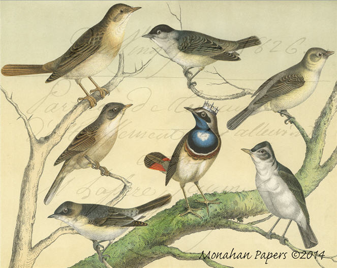 Monahan Papers - Birds, Nests & Florals Papers 11x17"