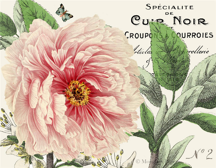 Monahan Papers - Birds, Nests & Florals Papers 11x17"