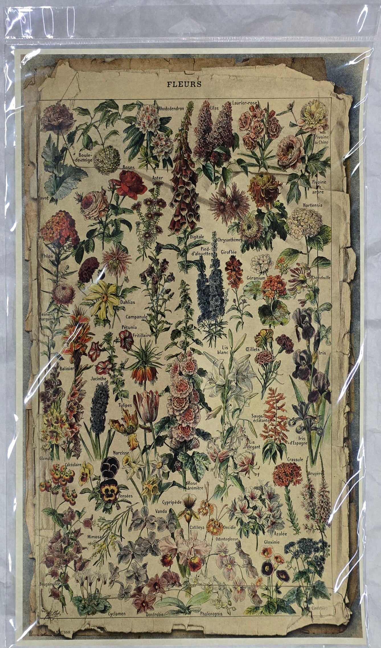 Monahan Papers - Birds, Nests & Florals Papers 11x17"