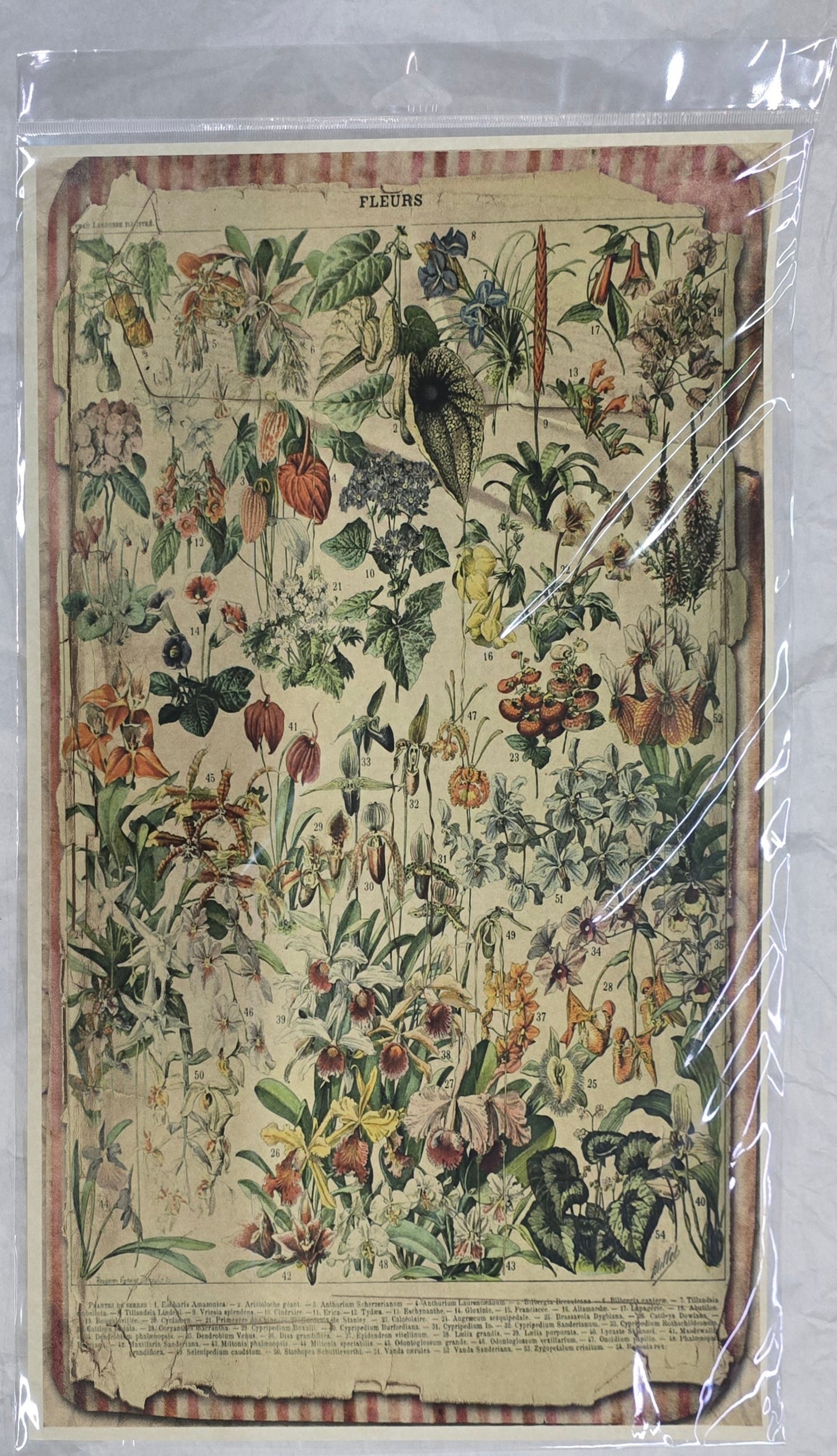 Monahan Papers - Birds, Nests & Florals Papers 11x17"