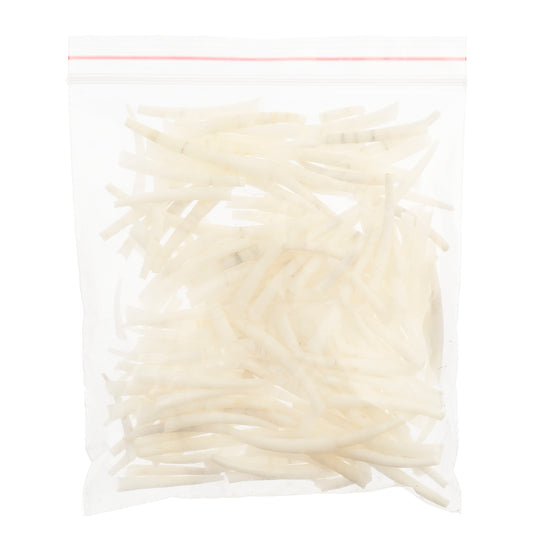 Dentalium Shell Ridged 100 pieces 1"-1.5"