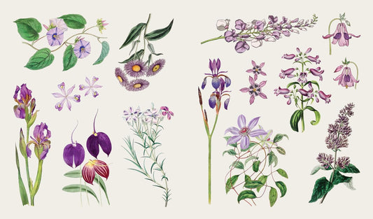 The Sticker Treasury of  Blooms and Butterflies