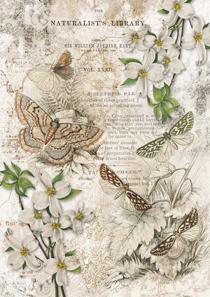 Decoupage Queen - Naturalist Library A4 & A3 Rice Paper