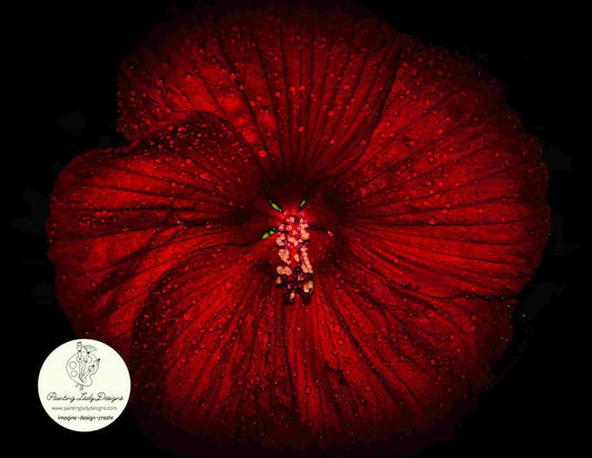 Painting Lady Designs - Night Flower Ruby Red 24x36"