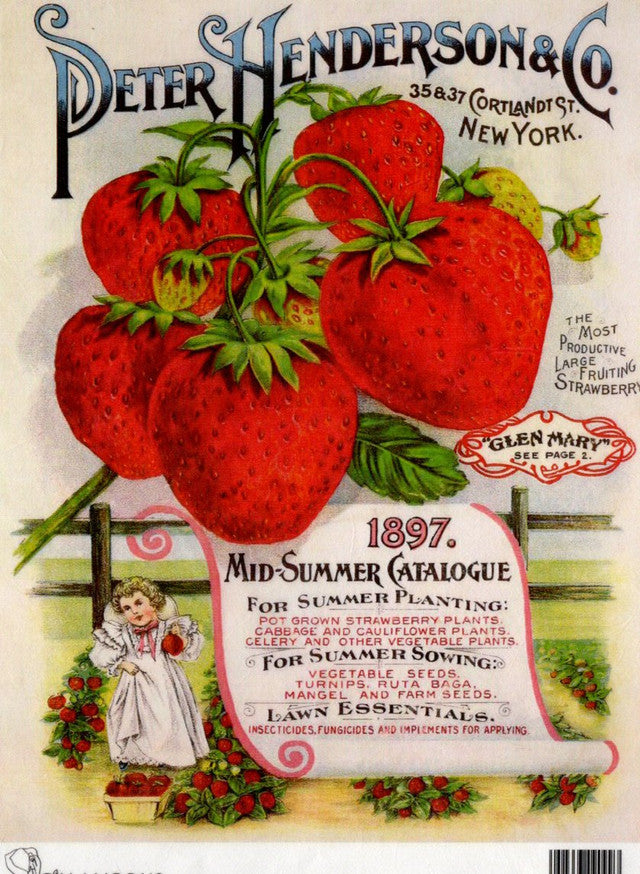Calambour : Peter Henderson Strawberries Mid Summer Catalogue