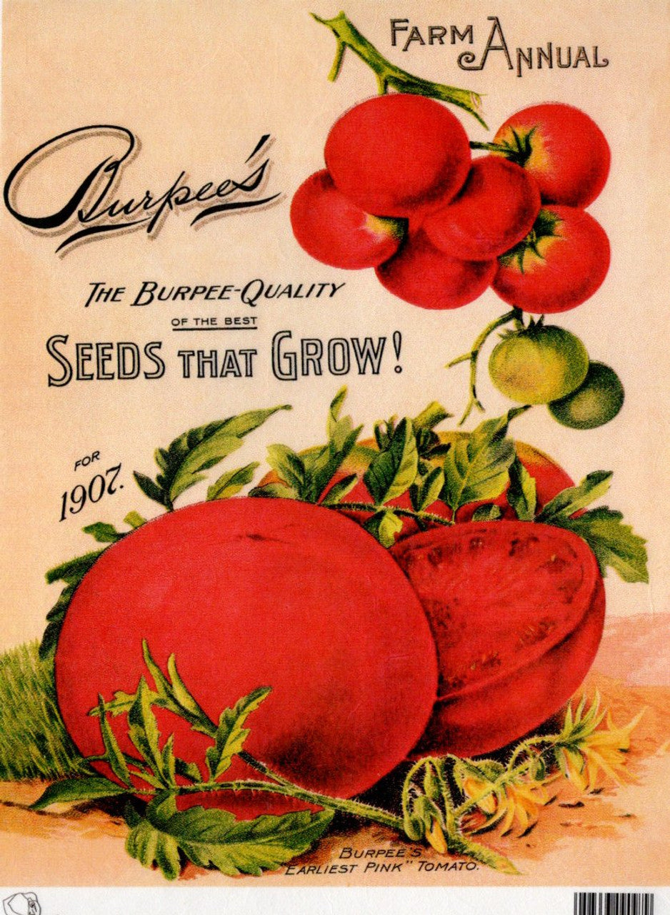 Calambour : Burpees Farm Annul Earliest Pink Tomato A4 Rice Paper
