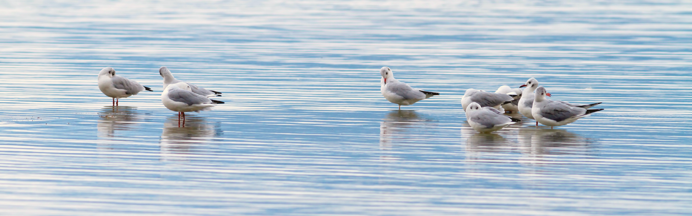 Seagulls enjoying the calm water