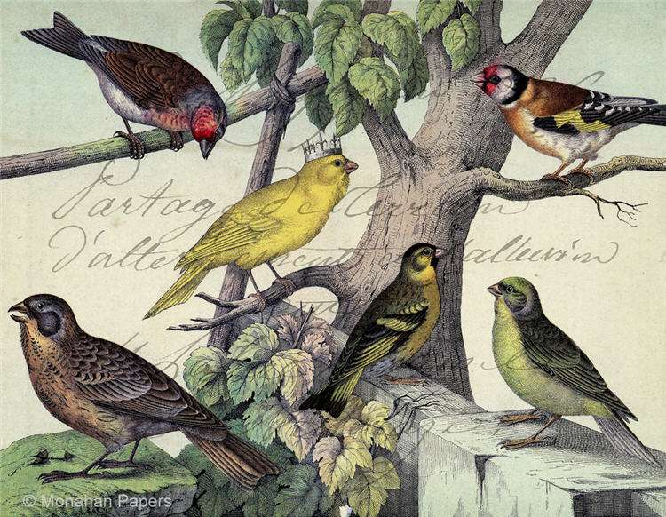 Monahan Papers - Birds, Nests & Florals Papers 11x17"